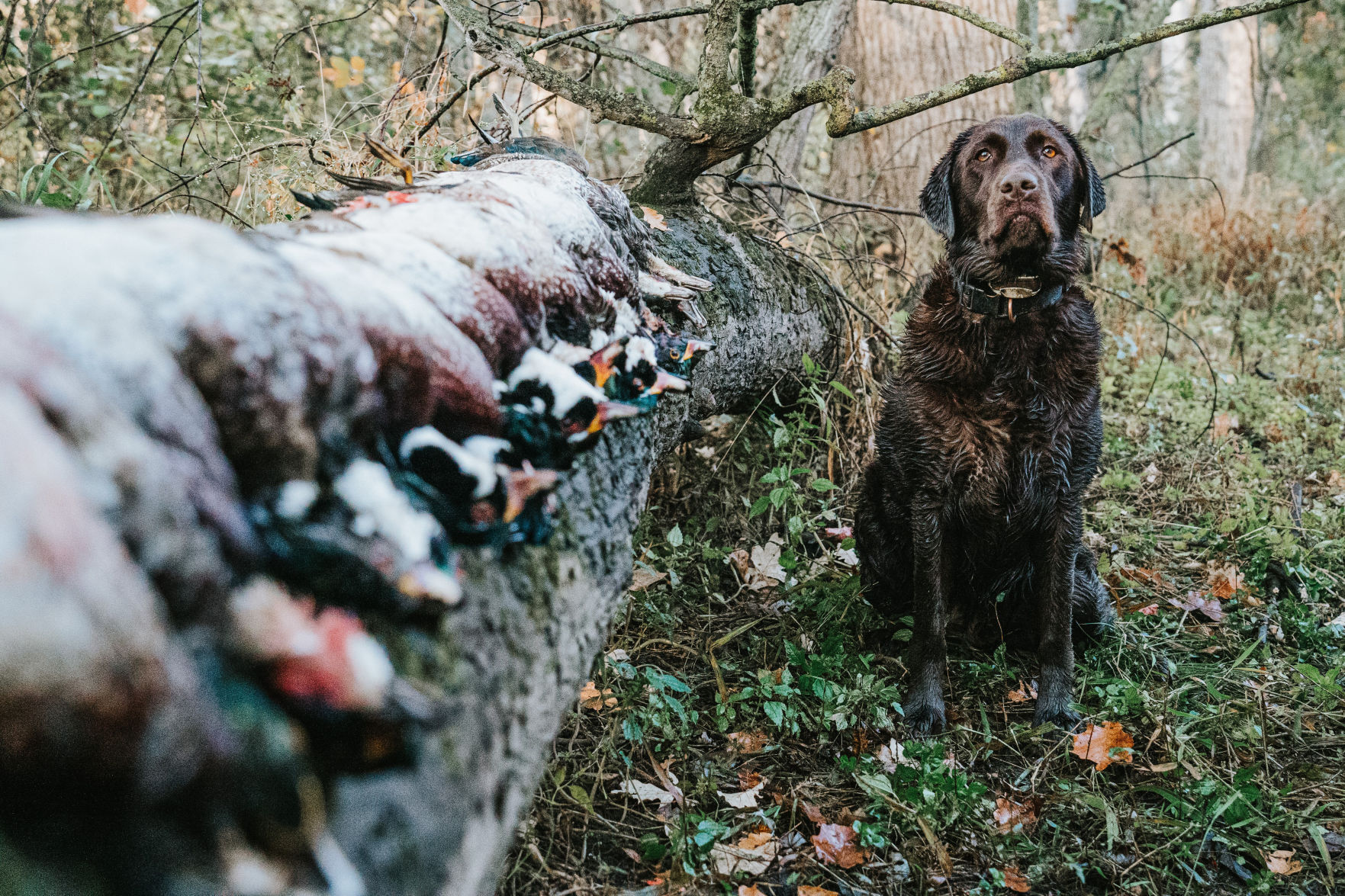 Dog, ducks